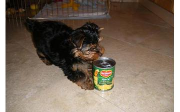 Lovely yorkie puppies for adoption.