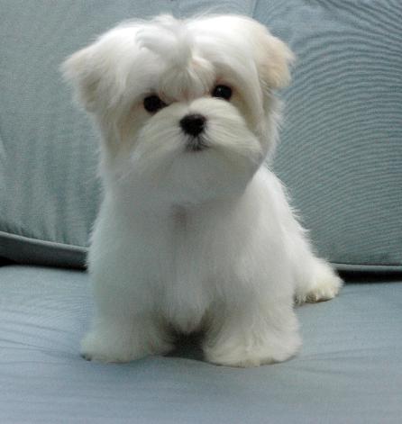 Teacup Maltese puppies