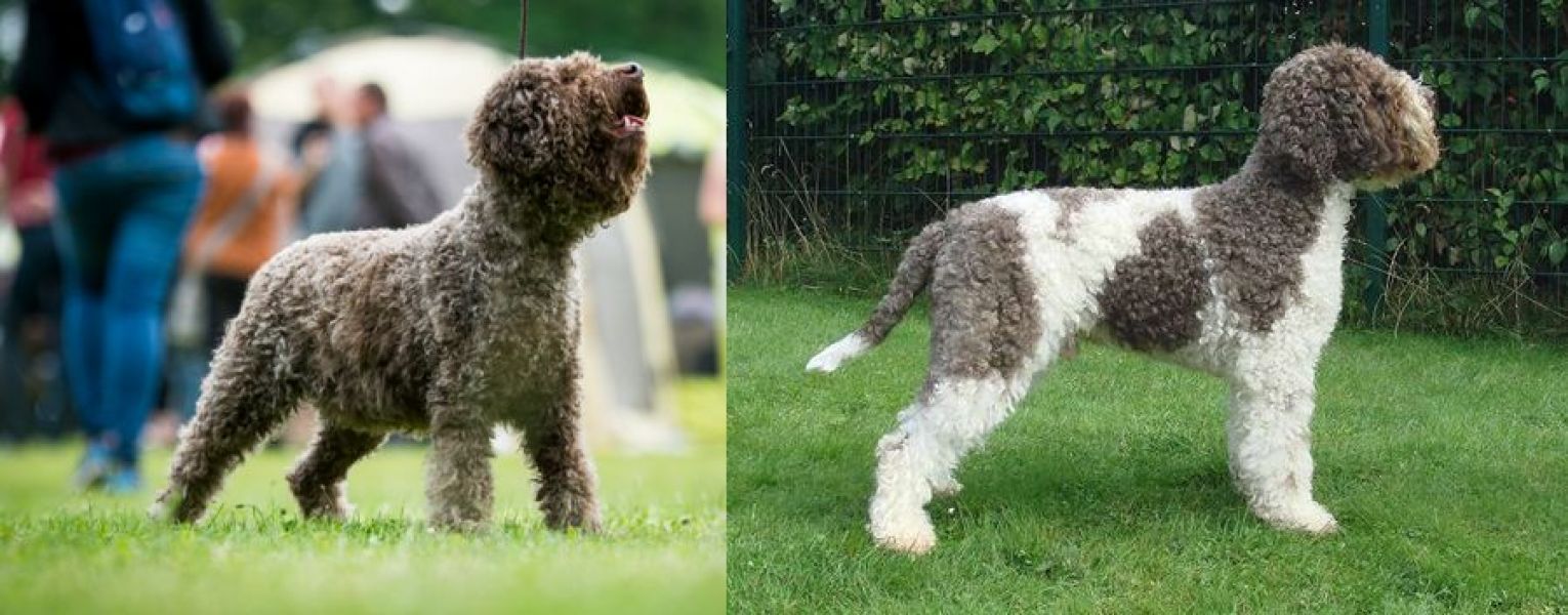 Lagotto Romagnolo