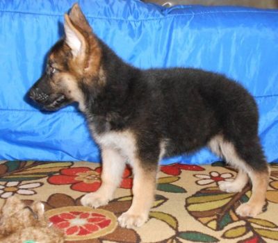  German Shepherd Dog Puppies For Sale