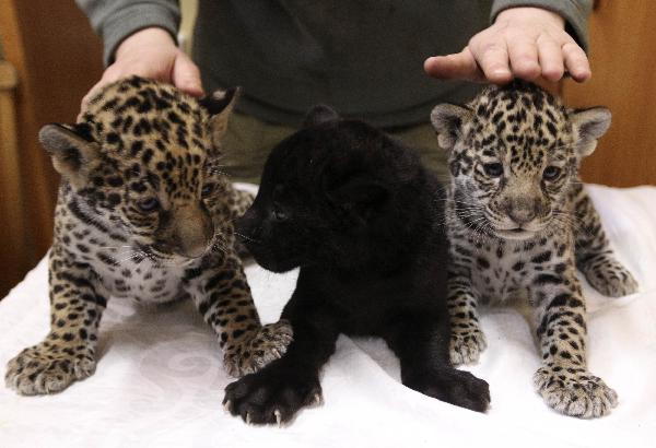 Exotic big cats cubs example cheetah, tiger, margay, ocelots, fennec fox, Jaguar Kittens for sale