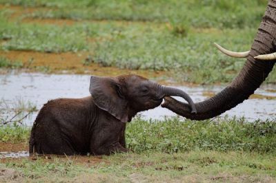 baby elephants for sale
