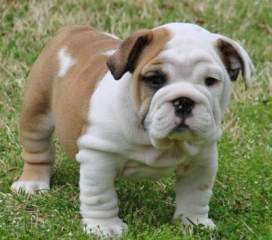 Pure Breed Male and Female English Bulldog Puppies text at 605-534-7549