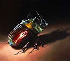 SOUTH AMERICA INSECT FOR SALE