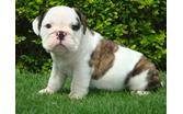 English bulldog puppies with papers