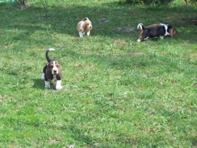 Basset Hound Puppies