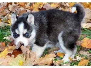Magnificent Healthy Blue Eyes Siberian Husky Puppies Ready