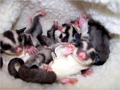 Healthy,playful sugar gliders needs a home