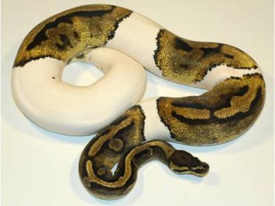 cute and adorable Ball ,Piebald and Albino pythons for adoption
