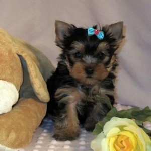 Tea cup yorkie  puppies for sale