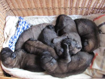 Leonberger puppies for sale with pedigree