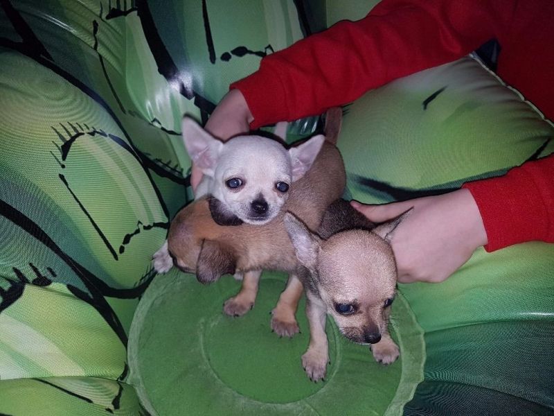 Top Class Smooth Coat Puppies Available