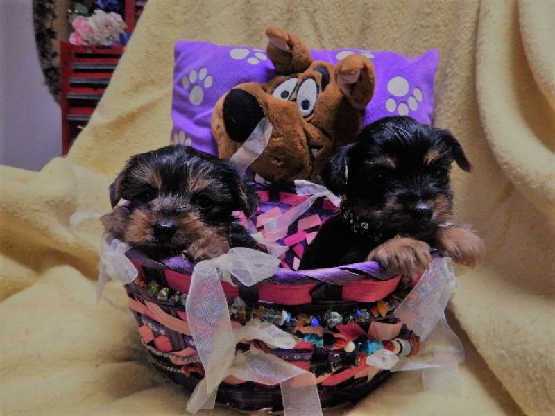 Cute Yorkie's Puppies For Sale 