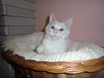 White Maine Coon Kittens with pedigree