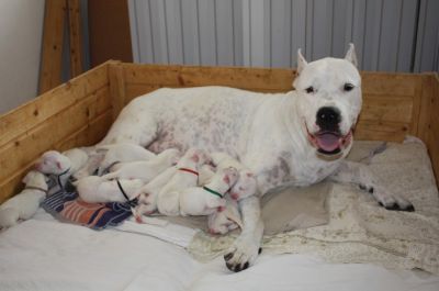 Dogo Argentino - puppies for sale from top quality breeding