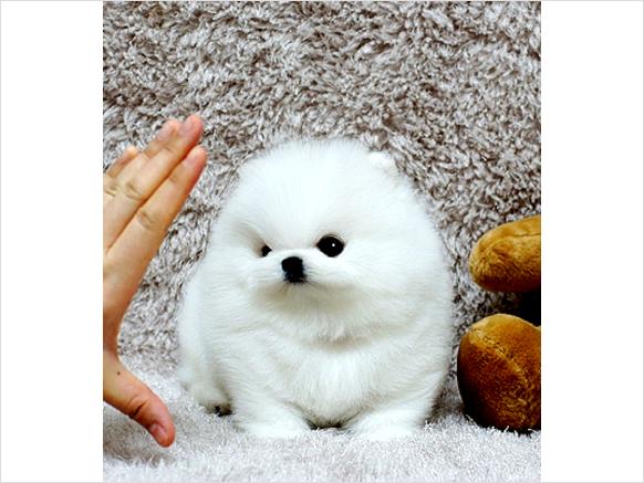 Beautiful AKC Teacup Party Pomeranians available!