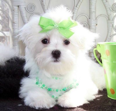 Maltese Puppy looking for new home