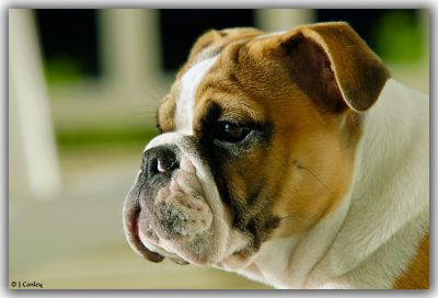 WELL TRAINED ENGLISH BULLDOG PUPPIES READY FOR NEW HOME