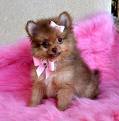 Lovely Pomeranian puppies for adoption.