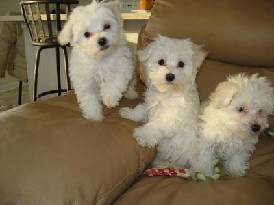  Males and Females Maltese Puppies For Adoption.