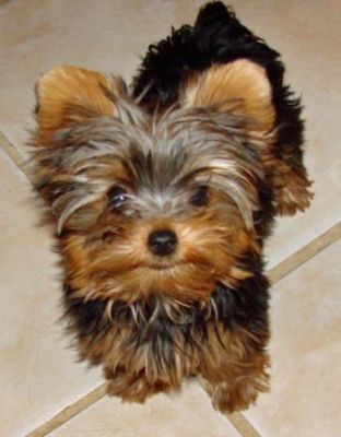Yorkie puppies on adoption