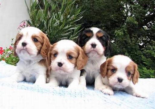 Cavalier King Charles Spaniel puppies with pedigree from SK kennel
