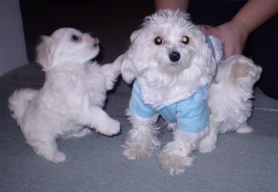  Males and Females Maltese Puppies For Adoption.