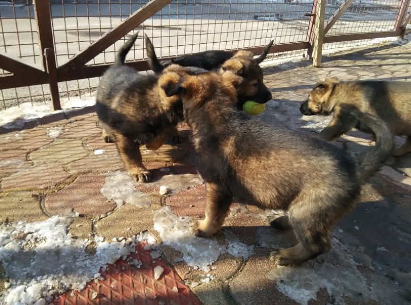 Puppies German Shepherd Dog for sale