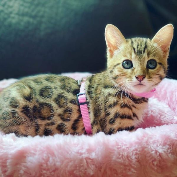 Cute Sphynx & Bengal kittens for adoption