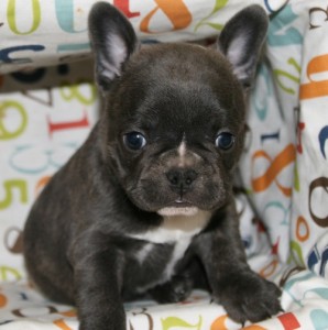 French Bulldogs