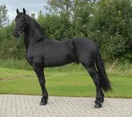 LOVELY FRIESAIN MARE FOR ADOPTION