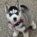 healthy siberian husky puppies for adoption