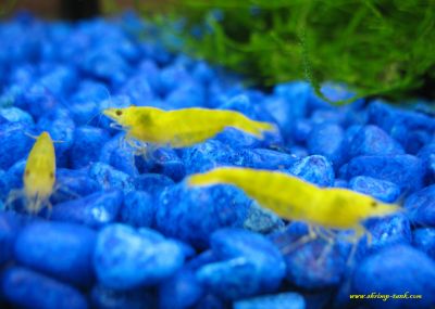 Golden yellow shrimps, freshwater aquarium shrimp