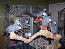 African Grey Parrots and Eggs for sale