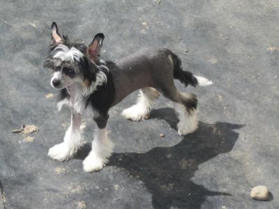 CHINESE CRESTED CHIEN CHINOIS A CRETE
