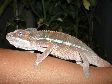 ~~~Baby Chameleons & Bearded Dragons~~~ 