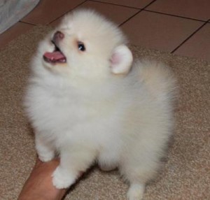 Tea Palmoranian  maltese  puppies for sale