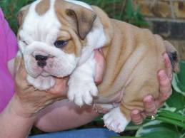 English bulldog puppies for adoption