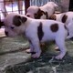 Boston Terrier Puppies for Sale