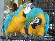 Blue And Gold Macaws for adoption