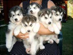 husky puppies for  sale
