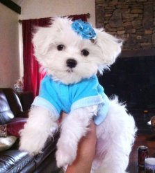 Outstanding male and female maltese puppies for free adoption