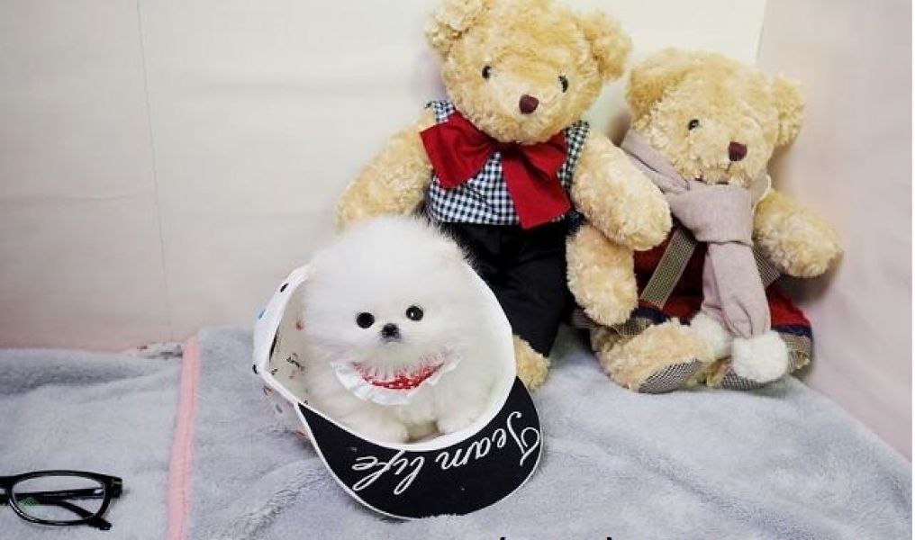 MICRO TEDDY BEAR FACE POMERANIAN  TEXT (240) 347-0376!!