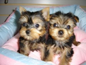 Cute And Adorable male And Female Teacup Yorkie Puppies
