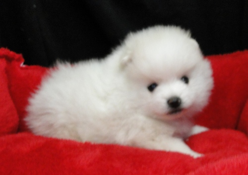 Bear Face White Pomeranian Puppies 