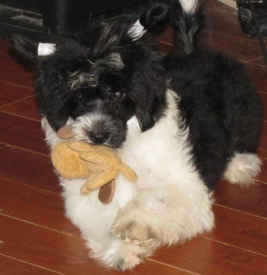 CHINESE CRESTED CHIEN CHINOIS A CRETE