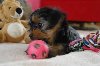 Teacup Yorkie Puppies*