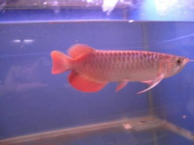 Affordable Tropical Arowana Fish Of Various Species