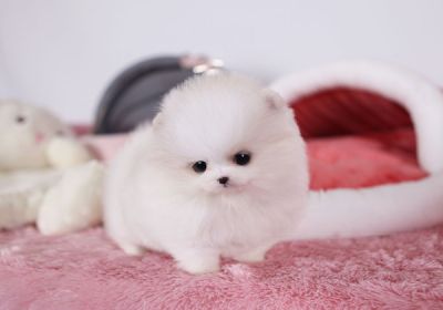 Xena-Our adorable micro tiny doll face tcup pomeranian