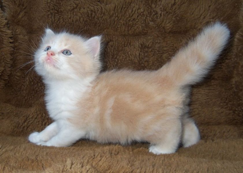 Male and female Munchkins kittens for Xmas